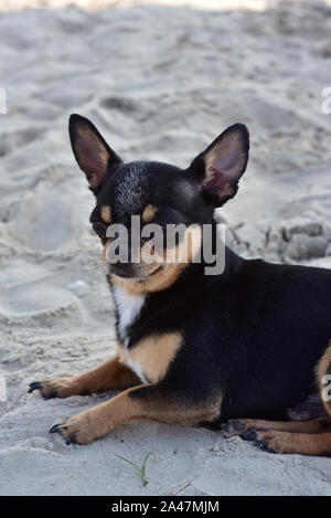 Chihuahua cane di razza. ritratto di un grazioso cucciolo di razza chihuahua nel fiume. Brutale cane nero e marrone e bianco nuota e poi fuoriesce dal Foto Stock