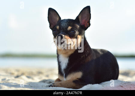 Chihuahua cane di razza. ritratto di un grazioso cucciolo di razza chihuahua nel fiume. Brutale cane nero e marrone e bianco nuota e poi fuoriesce dal Foto Stock