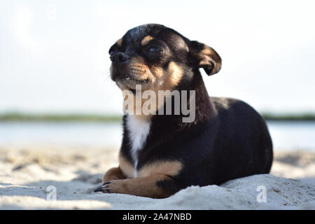 Chihuahua cane di razza. ritratto di un grazioso cucciolo di razza chihuahua nel fiume. Brutale cane nero e marrone e bianco nuota e poi fuoriesce dal Foto Stock