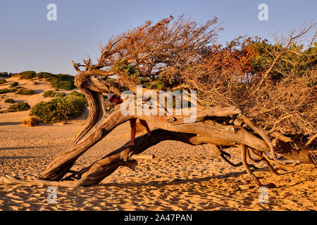 Juniperus modellata dal vento in Dune di Piscinas, deserto sardo, Arbus, Italia Foto Stock