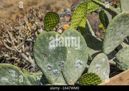 Close-up Opuntia ficus-indica o fico d'india (chiamato anche Cactus Pear, Nopal, Higuera, palera, tonno, chumbera) con la cocciniglia insetto Dactylopius - coc Foto Stock