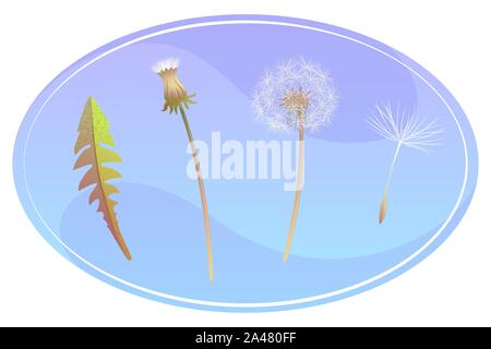 Impostare con il tarassaco stadi nella cornice ovale. Parte del concetto Blowball. Foglia, sementi, aperto e chiuso tarassaco. Botanico di carta da parati vintage illustrazione isolato su sfondo bianco. Illustrazione Vettoriale