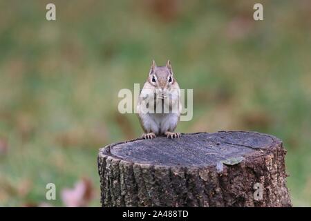 Grazioso piccolo Scoiattolo striado orientale seduto su un ceppo di albero in autunno Foto Stock