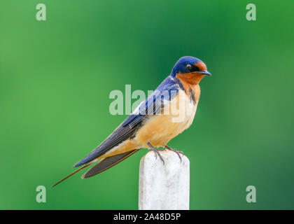 American Barn Swallow - Hirundo rustica - arroccato su un post. Colori dettagliata Foto Stock