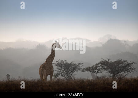 Giraffa meridionale in una nebbiosa mattina in Sud Africa. Foto Stock