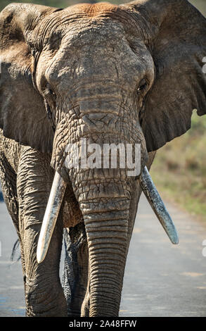 Elefante africano Foto Stock