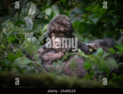 Wild i gorilla di montagna nella foresta impenetrabile di Bwindi dell Uganda. Foto Stock