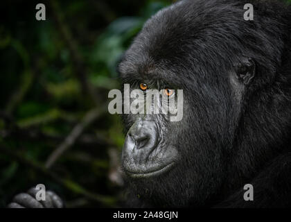 Wild i gorilla di montagna nella foresta impenetrabile di Bwindi dell Uganda. Foto Stock