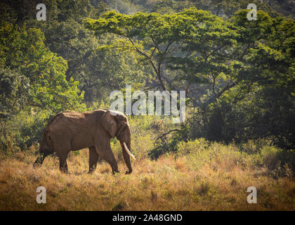 Gli elefanti africani in Imfolozi National Park Foto Stock
