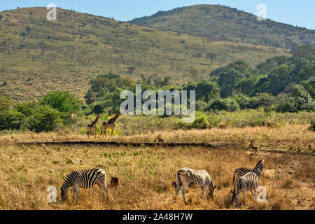 La varietà di flora e fauna di Imfolozi Riserva Naturale in Sud Africa. Foto Stock