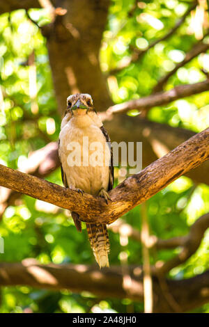 La risata di Kookaburra (Dacelo novaeguineae) è una sottospecie di Kingfisher famiglia. Si tratta di un uccello nativo trovati in Australia e Nuova Zelanda. Foto Stock