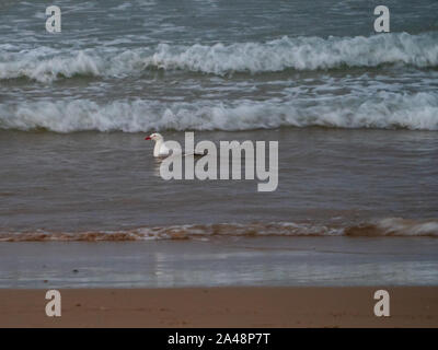 Gabbiano d'argento, bagno di gabbiano, seduta nelle onde del mare, sabbia bagnata sulla spiaggia, Australia Foto Stock