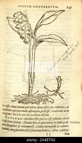Florum, et coronarianum odoratarumque nonnullarum herbarum historia (pagina 137) Foto Stock