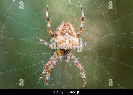 Giardino europeo spider (Araneus diadematus) Foto Stock