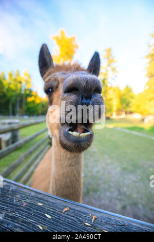 Ritratto di un Alpaca marrone in una fattoria Foto Stock