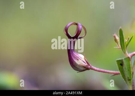 Il Malabar Rattlesnakes snake visto a Amboli,Maharashtra, India Foto Stock