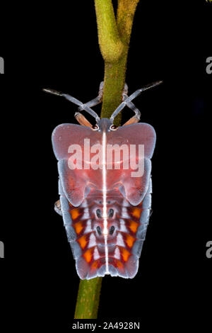 Bug Tesaratomid visto a Amboli,Maharashtra, India Foto Stock