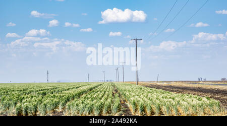 Campi di orzo è pronta per il raccolto a ovest di Oakey, QLD Foto Stock