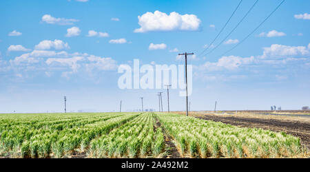 Campi di orzo è pronta per il raccolto a ovest di Oakey, QLD Foto Stock