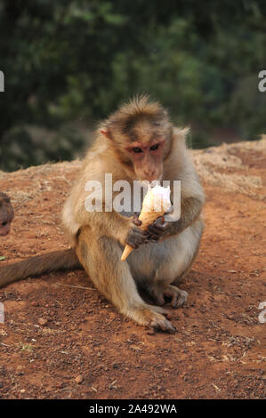 Panchgani; Maharashtra, India; Asia del sud-est : Marzo, 2015 : Monkey a mangiare il gelato Tabella Terra, Panchgani Foto Stock