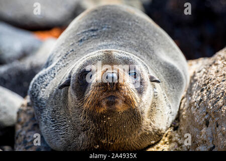 Baby Australian pelliccia sigillo, noto come un cucciolo, adagiata sulle rocce al Cape Bridgewater, in Victoria, Australia Foto Stock