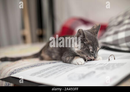 Un simpatico e divertente tricolore gattino è sdraiato sui fogli di un notebook ed è masticare graffe metalliche della cartella in camera su uno sfondo sfocato. Foto Stock