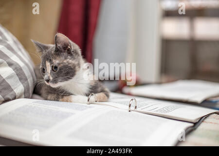 Divertente, carino gattino tricolore stabiliscono per il resto su una cartella con fogli di carta su uno sfondo sfocato. Foto Stock