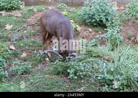 Primo piano di una bella giovane femmina Impala.Impala (Aepyceros Melampus pascolo Foto Stock