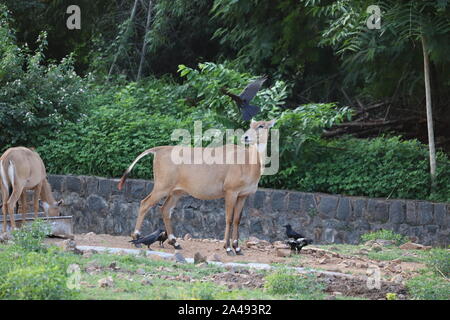 Femmina (Nilgai Boselaphus tragocamelus) che si erge solitaria e wilderly nella parte anteriore del veicolo di safari senza alcun timore avvistato Foto Stock