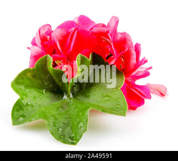 Geranio Pelargonium fiori isolati su sfondo bianco Foto Stock