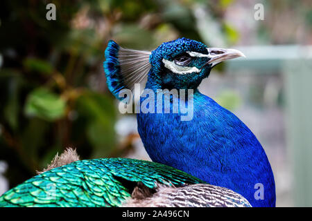 Close up di bella blu pavone irridescent testa Foto Stock