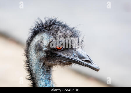 Chiudere l'Uem testa nel profilo laterale Foto Stock