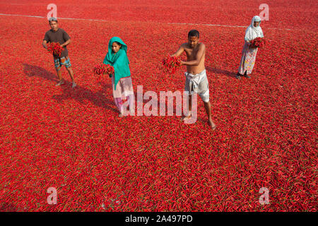 GAIBANDHA, BANGLADESH - 23 febbraio : le donne di elaborazione e di essiccazione peperoncino rosso uner sun vicino al fiume Jamuna 240 km a nord-ovest di Dhaka in Gaibandha, Bang Foto Stock