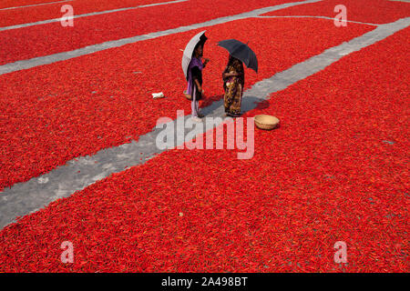 GAIBANDHA, BANGLADESH - 23 febbraio : le donne di elaborazione e di essiccazione peperoncino rosso uner sun vicino al fiume Jamuna 240 km a nord-ovest di Dhaka in Gaibandha, Bang Foto Stock