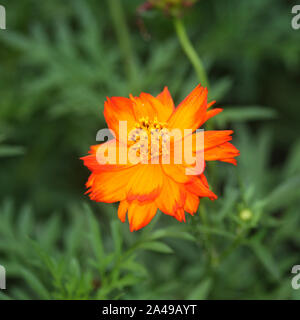 Giallo Tagete Foto Stock