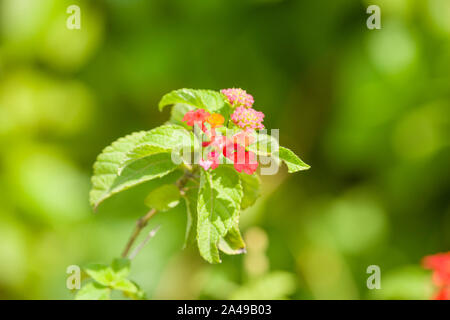 Lantana Camara fiori nel giardino Foto Stock