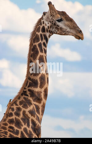 Immagine ravvicinata di una giraffa ( Giraffa camelopardalis), Madikwe Game Reserve, Sud Africa, Foto Stock