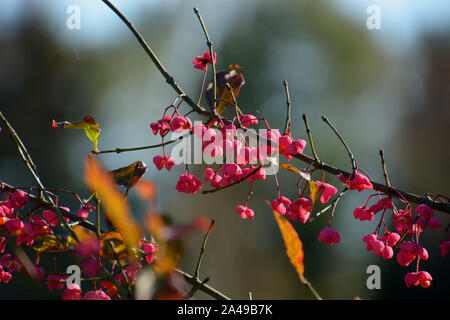 Rosa colorata frutta con semi di colore arancione del mandrino comune chiamato anche Euonymus europaeus in ottobre sun, boccola fusello con frutti senza foglie in aut Foto Stock