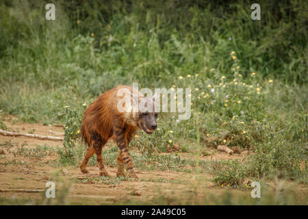 La iena marrone (Hyaena brunnea) a piedi da, Madikwe Game Reserve, Sud Africa. Foto Stock