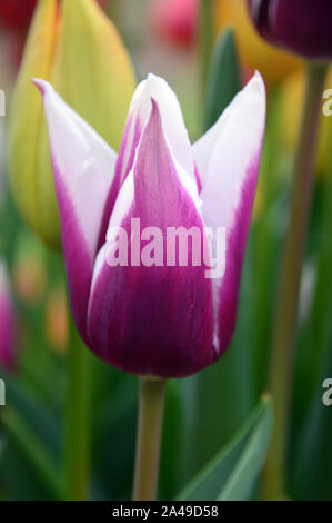 Unico viola/White Tulipa 'Trionfo Spitsbergen' Tulip fiore coltivate in una frontiera di RHS Garden Harlow Carr, Harrogate, Yorkshire. Inghilterra, Regno Unito Foto Stock