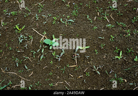 Varie ampia lasciava piantine infestanti in molto giovane piantina barbabietola da zucchero raccolto sul terreno Fen, Cambridgshire Foto Stock