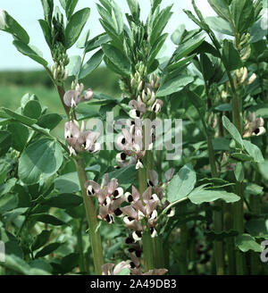 Un raccolto di campo o Fave (Vicia faba) fioritura. Utilizzati per la nutrizione degli animali e come un raccolto di rottura per sostituire il terreno i livelli di azoto Foto Stock