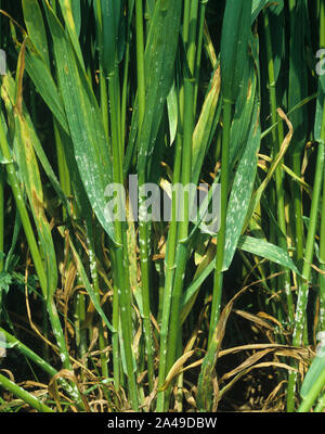 Muffa polverulenta (Erysiphe graminis f.sp. Tritici) infezione su raccolto di grano che entra in orecchio, pustole bianche sul gambo e foglie inferiori Foto Stock