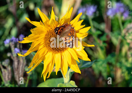 Nauen Ot Ribbeck, Germania. Xiii oct, 2019. Una farfalla si siede sul prato di un agricoltore Ribbeck sul fiore di un girasole. Credito: Soeren Stache/dpa-Zentralbild/dpa/Alamy Live News Foto Stock