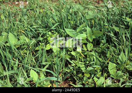 Infestamento severo di diversi di latifoglie specie infestanti in un giovane coltivazione di grano, Cambridgteshire Foto Stock