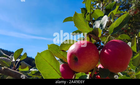 Le mele rosse cresce su di un ramo tra il fogliame verde contro un cielo blu Foto Stock