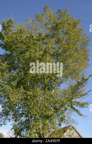 Bianco europeo elm o la diffusione di olmo nel sole autunnale, svolazzanti elm o Ulmus laevis grande albero Foto Stock