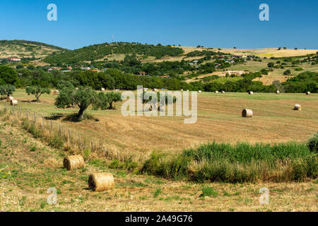 Paesaggio rurale in estate vicino a Tuscania, Viterbo, Lazio, Italia Foto Stock