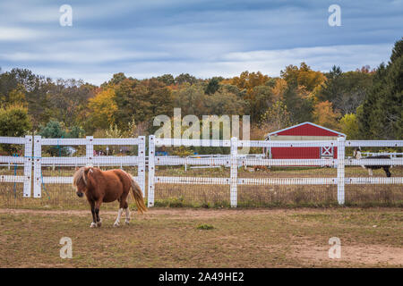 Pony marrone con criniera bionda sorge accanto al white Picket Fence e granaio rosso circondato dalla caduta delle foglie in un pomeriggio soleggiato Foto Stock