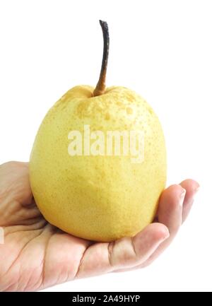 Frutta fresca, mano Hodling dolce Pera Nashi, Asiatica di pere o di Pyrus pyrifolia frutto isolato su sfondo bianco. Foto Stock
